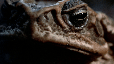 Cinematic Void Presents FROGS poster