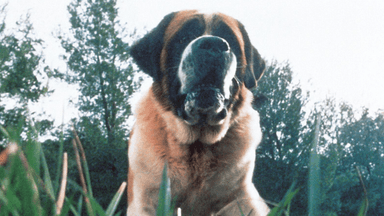 Cujo poster