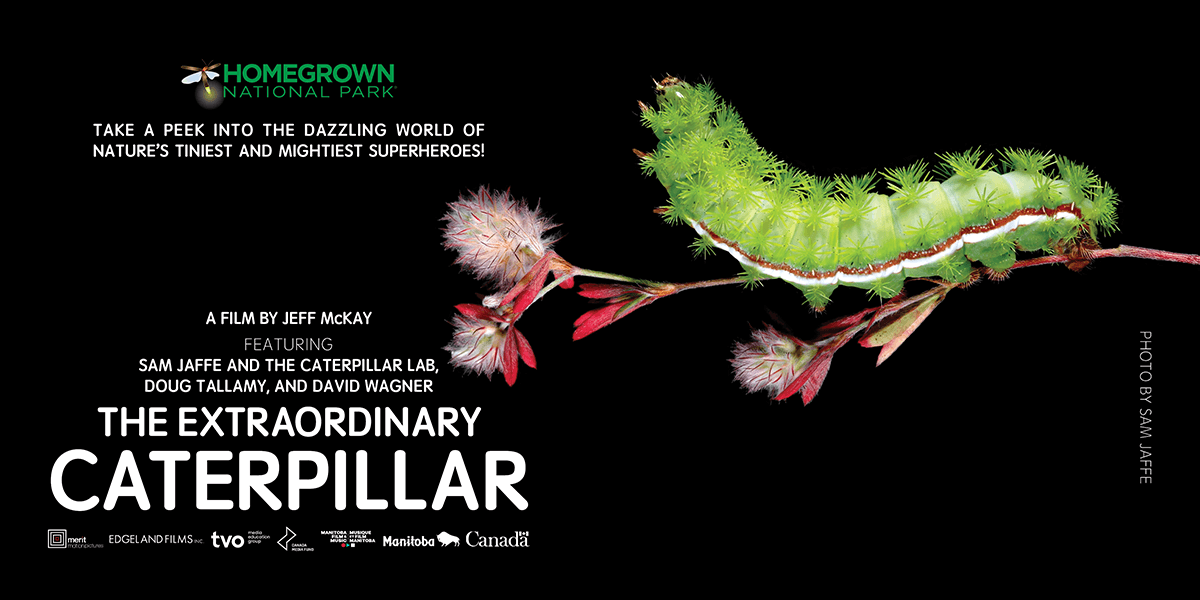 The Extraordinary Caterpillar