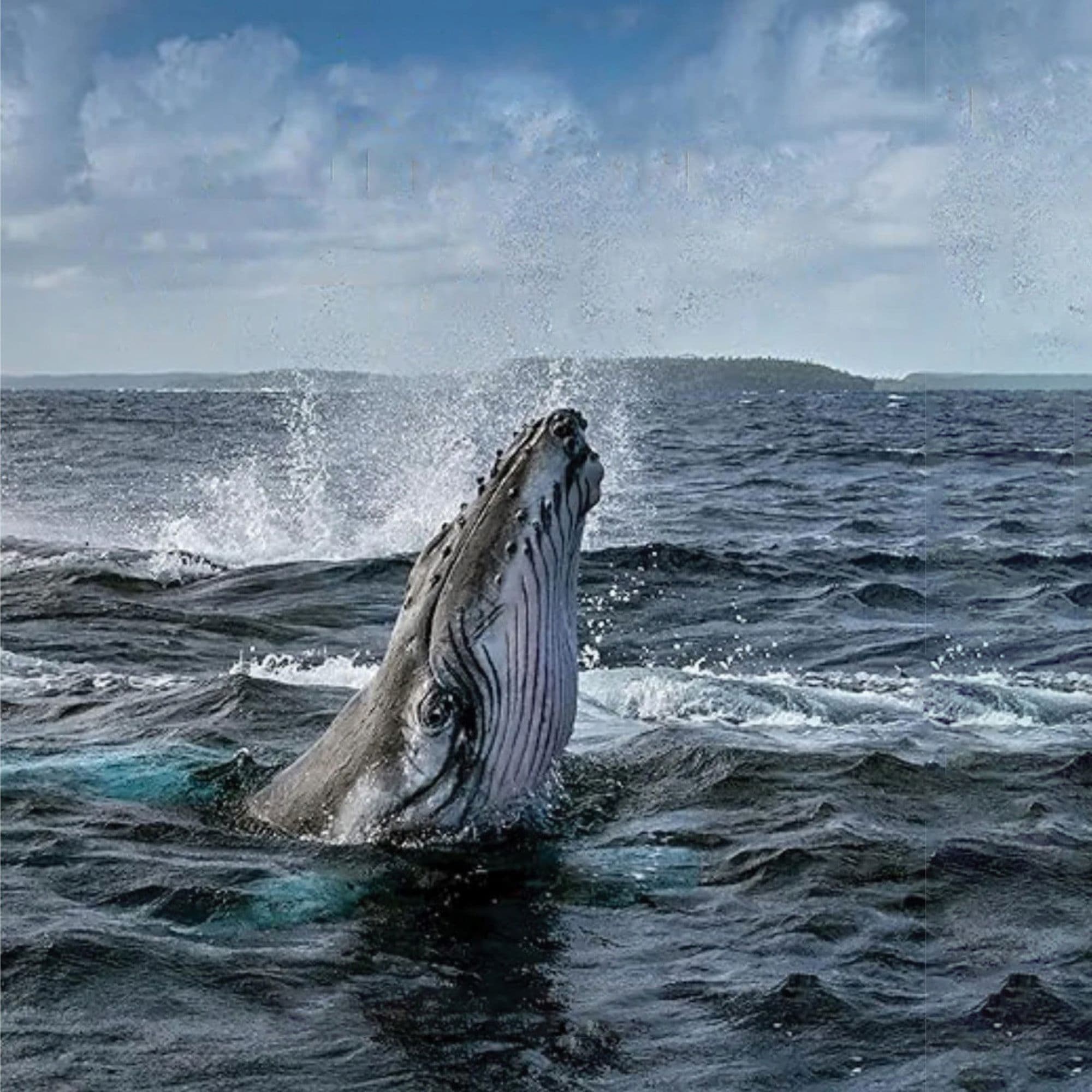 National Geographic Secrets of the Whales in Concert